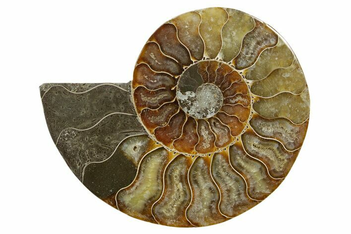 Cut & Polished Ammonite Fossil (Half) - Madagascar #379230